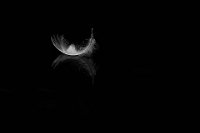 418 - FLOATING - TEUSCHEL PETER - germany <div : Feder, HM, accepted, nature, open mono